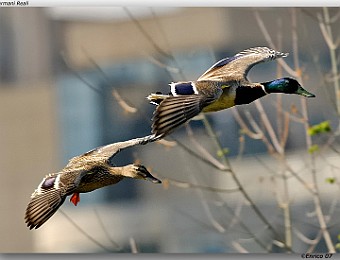 Animali 064